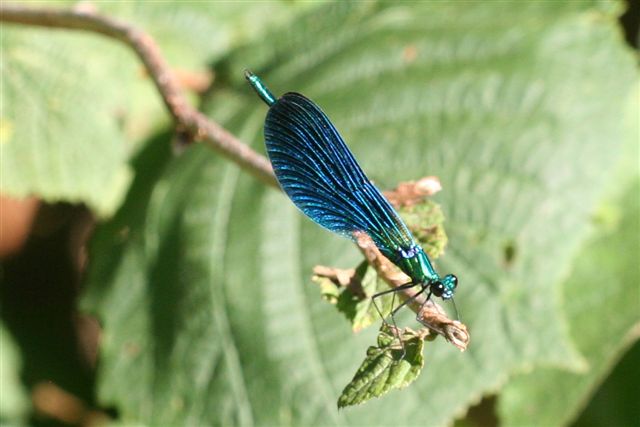 libellula blu - Calopteryx virgo (maschio)